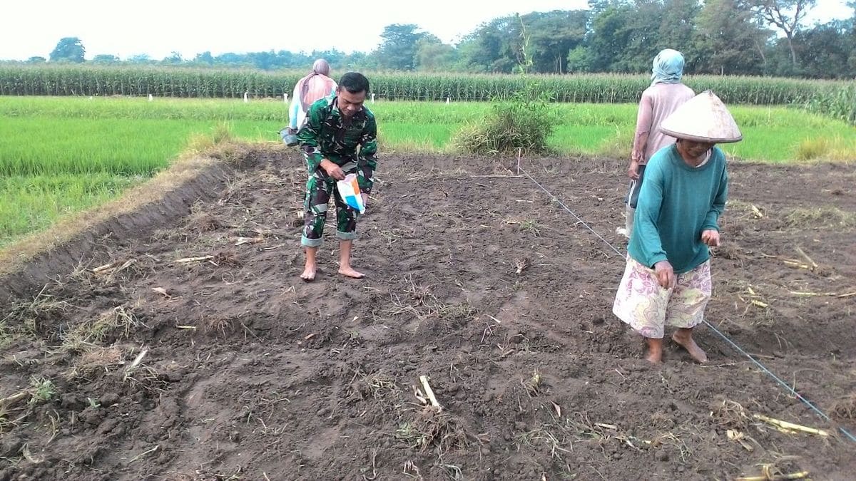 Petani menanam benih di lahan yang telah diolah